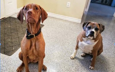 Animal Holding Facilities